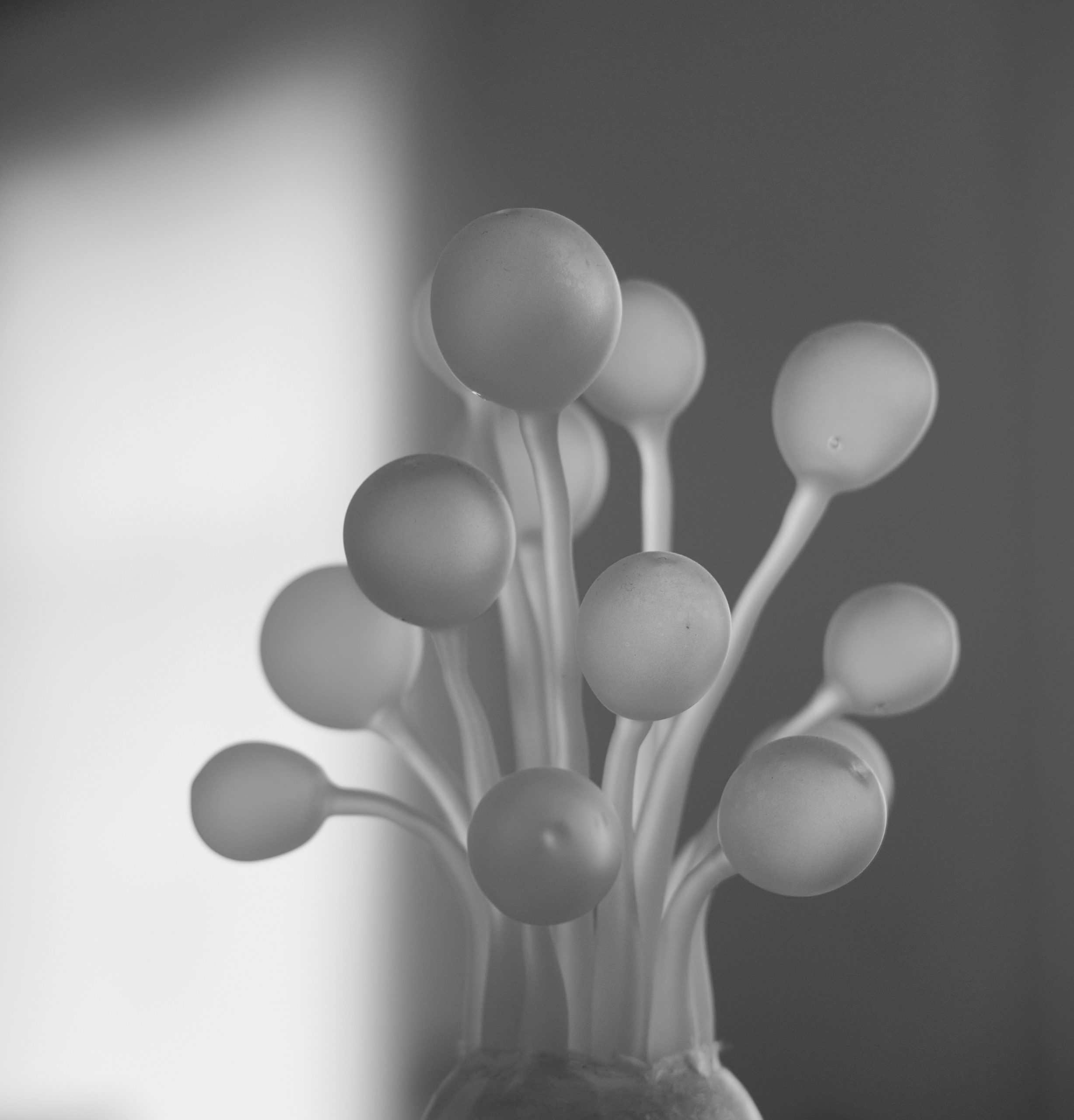Ronald Goudriaan Photography