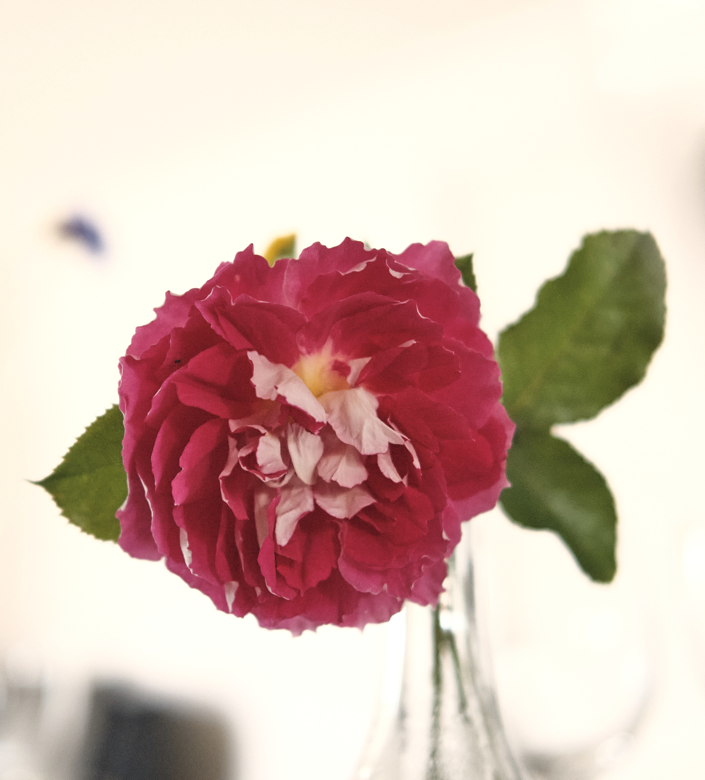 Ronald Goudriaan Weddings